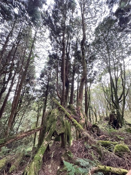 兒玉山連走東水山O型輕鬆走2456905