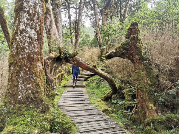 鐵杉林自然步道-物種豐富、太加縱走的起點封面