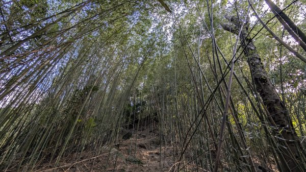 114.11.23龍泉山寺-成福山-十八羅漢岩-石門內尖山-石門內尖山東峰之旅2943730