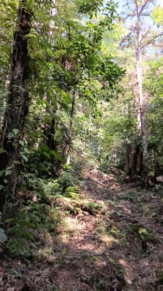 平溪區東勢格古道-咸豐嶺烽火台-峭壁雄峰-三抱竹鞍-白石後仙洞-東勢格古道P字走3126888