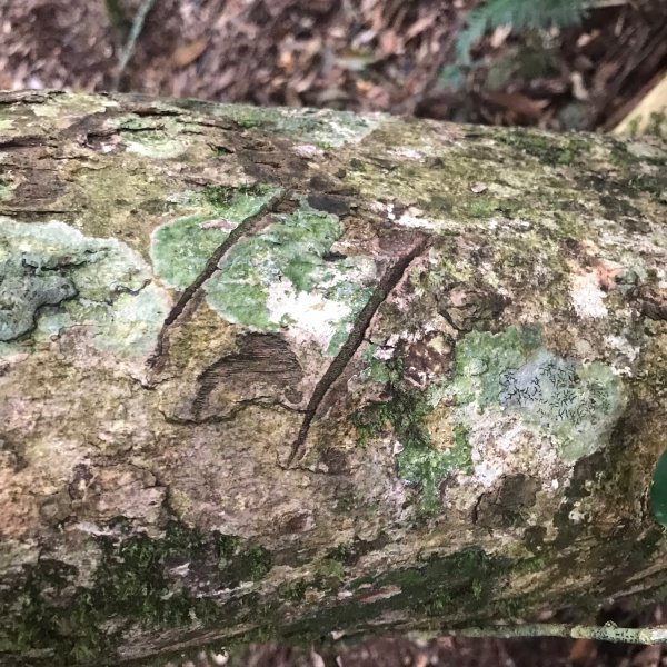 埔里六秀、中部四大名山:守城大山         隊名:鯛魚燒埔里訓練1506112