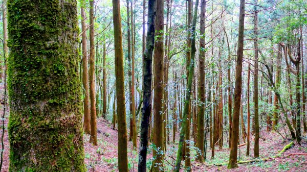 油羅山(一上三下)2959175