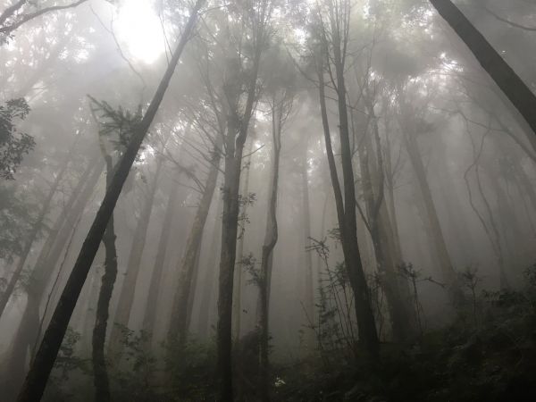 觀霧檜山巨木森林步道171719