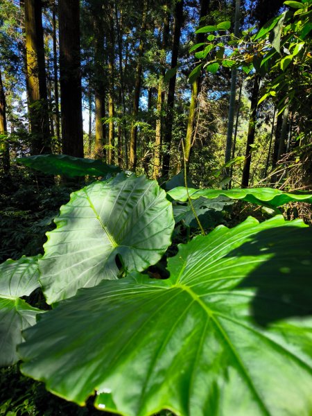 2025-09-14 奮起湖2887396