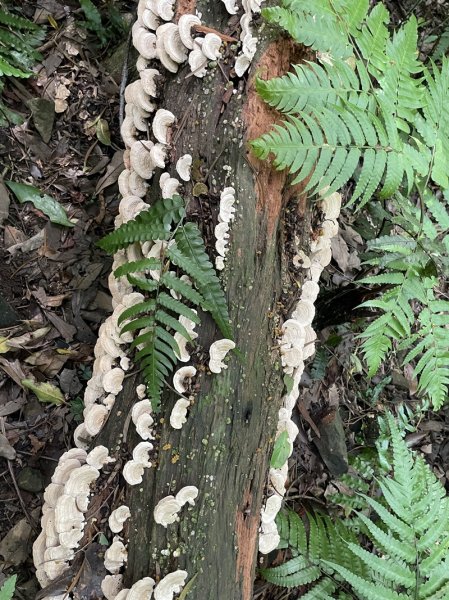 蛇子形古道2511207