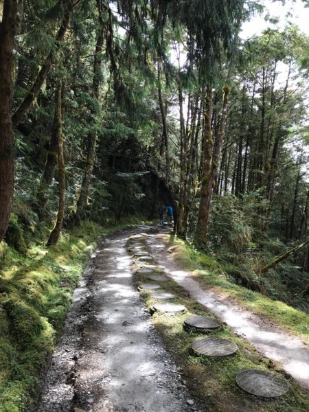 迷霧中的山毛櫸465339