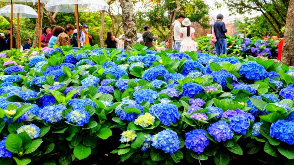 大安公園,台大校園3012106