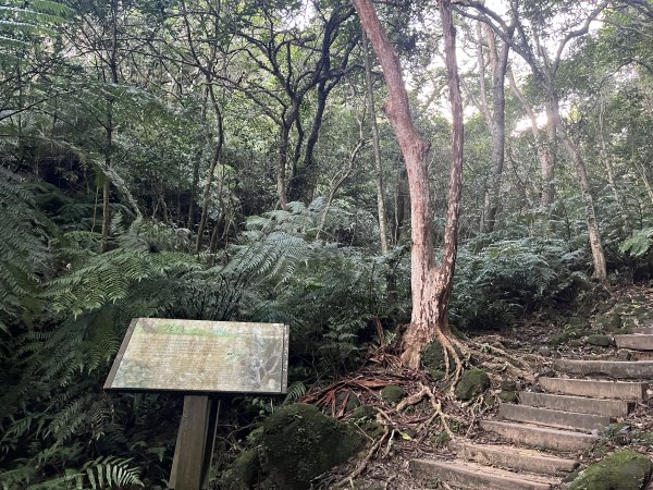 [山頂鳥40周年會員大縱走-08/15] 2024_0715 銀河洞越嶺登山步道2556767