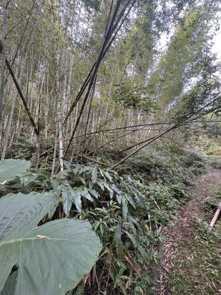 20251122大湖尖山步道(啟登直上第三涼亭)2944514
