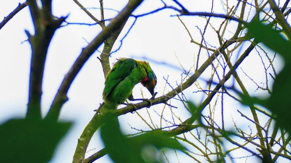 五色鳥3075112