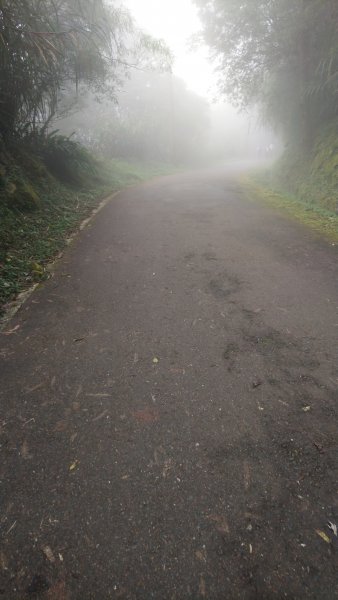 溪頭天文台登山步道、神木步道1523946