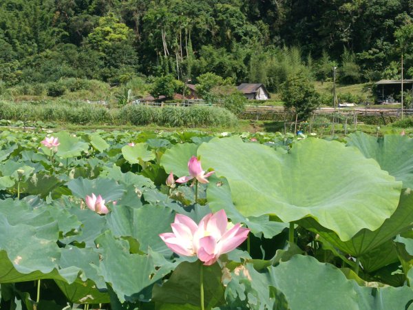 雙溪區彎穹夏日荷影2806555