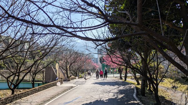 汐止康誥坑溪櫻花2405573