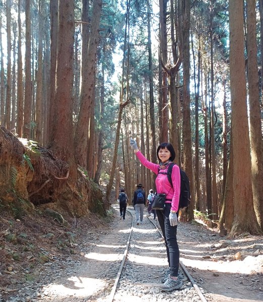 【嘉義阿里山鄉】遠離塵世走入山林芬多精。 特富野古道~自忠至特富野 (往返)2484552