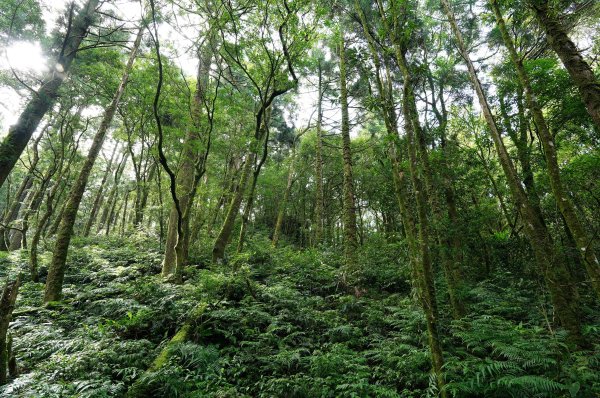 新北 烏來 下阿玉山2821607