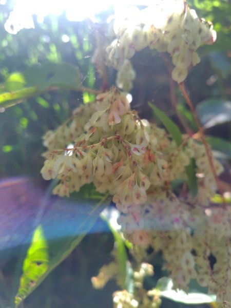 大雪山森林遊樂區 遊客中心 小神木 北三錐山 平石山西北峰2952878