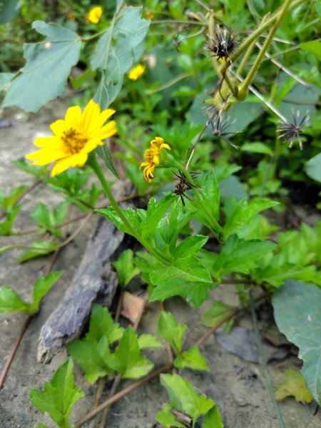 唐子恩山 廢棄油礦2919012