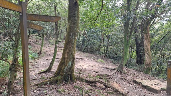 20240308汐止大尖山步道-四分尾山-耳空龜山2448640