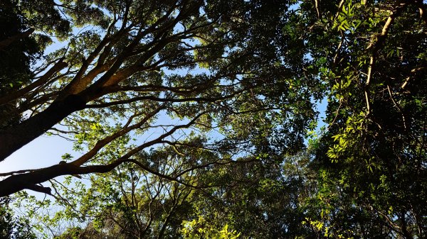 20260125 陽明山前後山健行(無極天元宮~山仔頂步道.向天池.向天山.面天山.二子坪)2997968