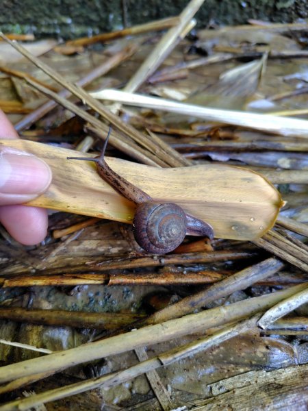 九彎仔步道2816550