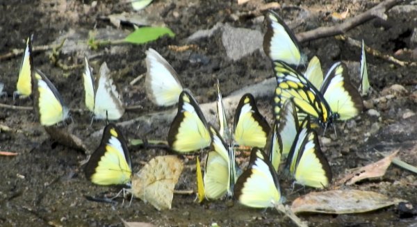 雲山水花鳥蝶-天龍國阿伯的日常6/21&22燕巢親子餵食秀2190484