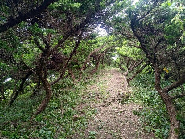 華山4-2號步道上雲嘉連峰2579383