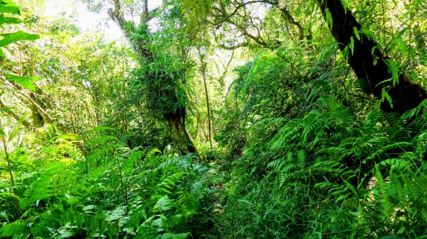 黃櫸皮寮山2898314