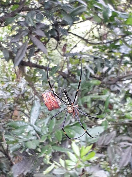 台中新田登山步道20180823396398