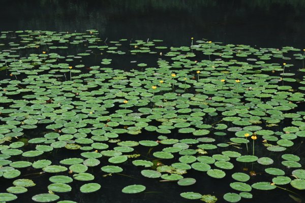 2025_0712 福山植物園2836170