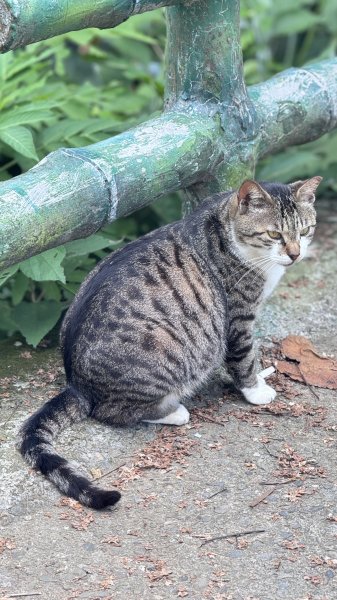 20250517鳶山2791958