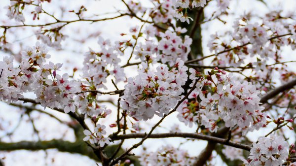 宮崎高千穗峽,愛情十字海3027810