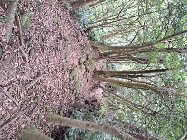 2026微笑山線筆架連峰段3103652