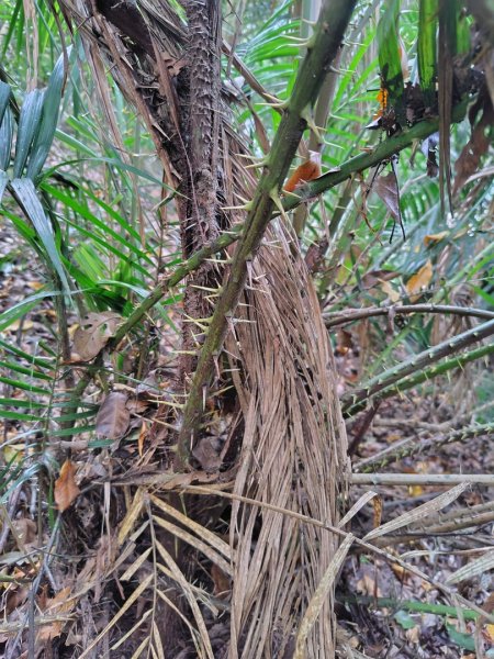 多納六秀 屯子山 安通吊橋2987244