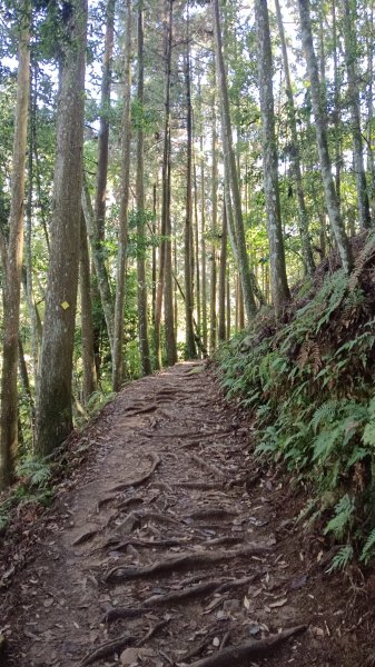 探加里山路徑2054189