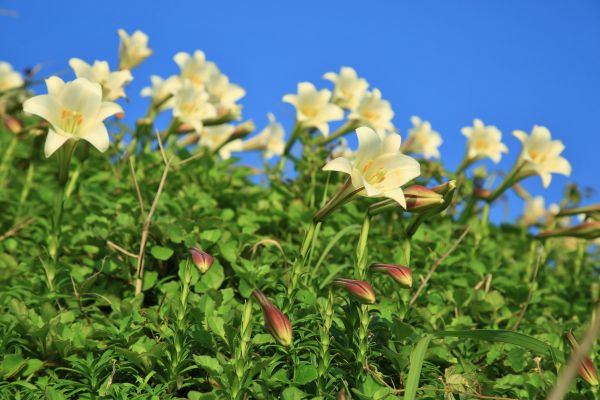 初夏北海岸的山花亂舞-麟山鼻的台灣百合125482