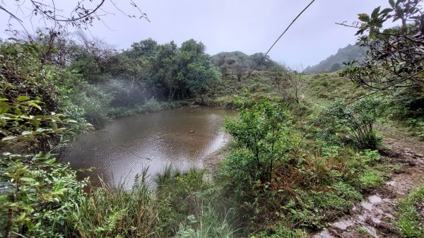 陽明山後花園，百年靜美牧牛山徑，古道草原精華連走2787735