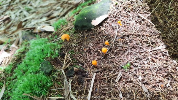 《南投》溪頭三秀｜溪頭山竹崙山志騰山O繞樟仔林林道202509212893455