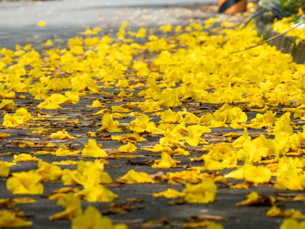 坑內坑森林步道—風鈴木1645688