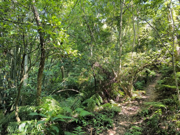 20250913微笑山線：【天上山系】望月亭桐花段2883408