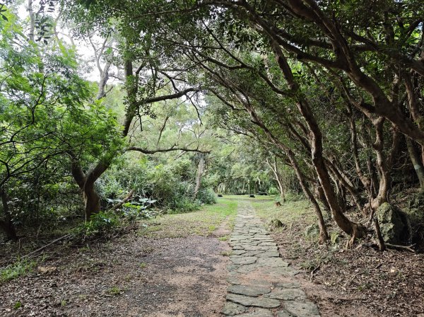 [百山百鳥尋旅-02/15] 2025_0809 社頂自然公園步道2856893
