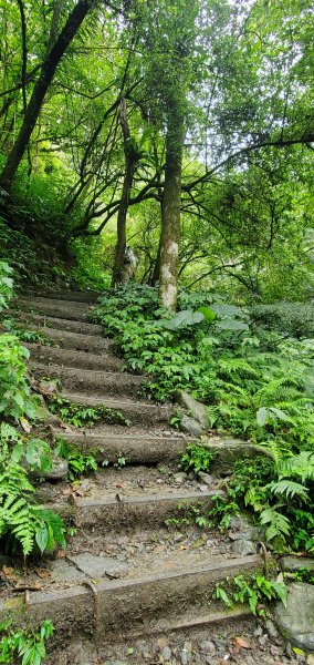 2022-03-12三角崙山登山步道1637873