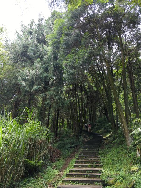 2024.06.01－東眼山自導式步道2516877