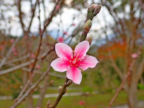 南橫登獅子尾山2019/01/26512988