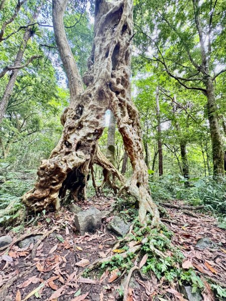 八五山古道賞九穹奇樹 尋鳥嘴下山（煤源山）2803345