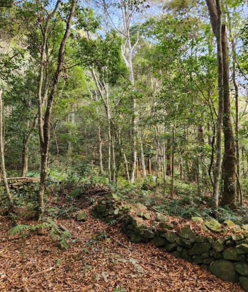 【中級山】芝生毛台山，芝生毛台山西峰，秀巒軍艦岩，屯野生步道，屯野生砲台2745145