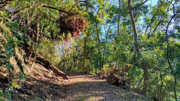 🌈2/15（六）白雲山+西阿里關山小百岳🌈FB：熊熊趴爬走 歡迎加入2714917