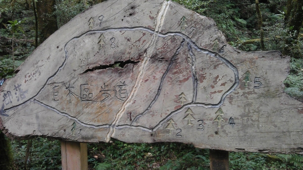 司馬庫斯神木91218