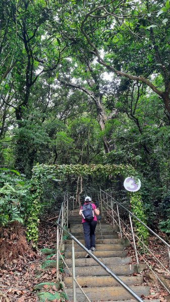 《彰化》鷹鳴蝶舞｜八卦山大嶺巷步道群202306042171654