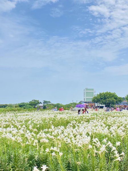 白千層鐵炮百合園、綠韻大道悠遊    2024.5.72498403