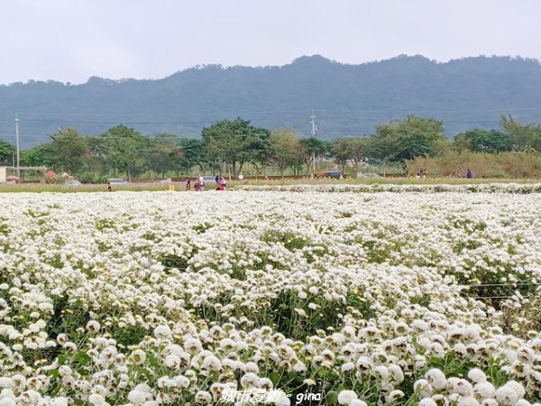 【苗栗】賞花趣~銅鑼杭菊x通霄蒜香藤花廊2945984